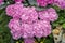 Pink hydrangeas flowers, hydrangea macrophylla, hortensia, popular ornamental plants, grown for their large flowerheads