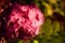 Pink hydrengea bloom