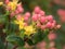 Pink Hypericum berries and yellow flowers on a bush in the spring