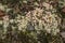 Pink hypogymnia lichen on rocky soil, Moosic Mountain, Pennsylvania