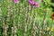Pink hyssop or Hyssopus officinalis garden plant