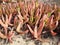 Pink ice plant (Delosperma cooperi)