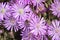 Pink ice plant. Drosanthemum floribundum, rodondo creeper, pale dewplant, or dew-flower