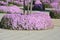 Pink ice plant. Drosanthemum floribundum, rodondo creeper, pale dewplant, or dew-flower