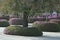 Pink ice plant flower buds round beds. Drosanthemum floribundum, rodondo creeper, pale dewplant, or dew-flower