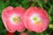 Pink Icelandic paper poppy flower.