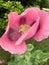 Pink Icelandic Poppy