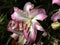 Pink Icicles Oriental Lily (Lilium)