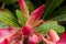 Pink Impala Lily .