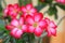pink impala lily flowers blooming