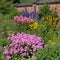 Pink Impatiens, blue Delphiniums, yellow Achillea, in Chartwell