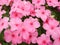 Pink impatiens, Busy Lizzie, scientific name Impatiens walleriana flowers also called Balsam