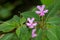 Pink Impatiens flower, Kinabalu balsam growing and endemic to is