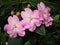 Pink impatiens flowers and buds with green leaves