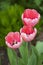 Pink Impression Tulips