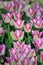 Pink Impression Tulips at Veldheer Tulip Garden in Holland