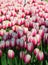 Pink Impression Tulips at Veldheer Tulip Garden in Holland