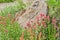 Pink Indian Paintbrush Blossoms