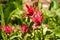 Pink Indian Paintbrush flowers, Yellowstone National Park, Wyoming