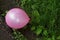 Pink inflatable ball on the dirty grass rain ground.