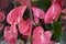 Pink inflorescence of Anthurium