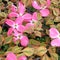 Pink inflorescence of Cornus Florida rubra shrub