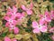 Pink inflorescence of Cornus Florida rubra shrub