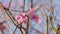 Pink Ipe Flowering Tree