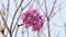 Pink Ipe Flowering Tree