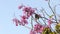 Pink Ipe Flowering Tree