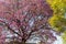 Pink ipe tree Tabebuia impetiginosa blooming in the spring season