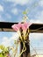 Pink ipomea Flower climbing