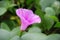 Pink Ipomoea flower