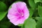 Pink Ipomoea flower