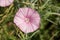 pink ipomoea flowers in a garden