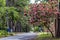 Pink IpÃª, Handroanthus heptaphyllus, on the quiet street side