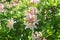 Pink Irene Koster rhododendron flowers macro selective focus