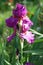 Pink iris flower in the garden.
