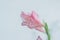 Pink iris on white background
