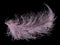 Pink isolated fluffy feather on black