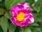 Pink Itoh Hybrid Peony Paeonia flower with white stripes