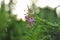 Pink Ivan Tea or blooming Sally in the field. Willow-herb at soft background. Nature landscape