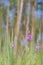 Pink Ivan Tea or blooming Sally in the forest. Willow-herb. Spring Forest. Blurred background