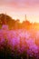 Pink Ivan-tea Or Epilobium Herbal Tea On Sunset Field, Close-Up. Flowers Of Rosebay Willowherb In The Sunset