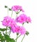 Pink ivy double geranium flowers on a white background close up