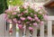 Pink ivy geranium in a planter hanging