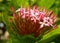 Pink Ixora