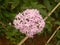 Pink Ixora coccinea flowers