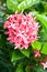 Pink ixora flowers