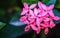 Pink Ixora flowers